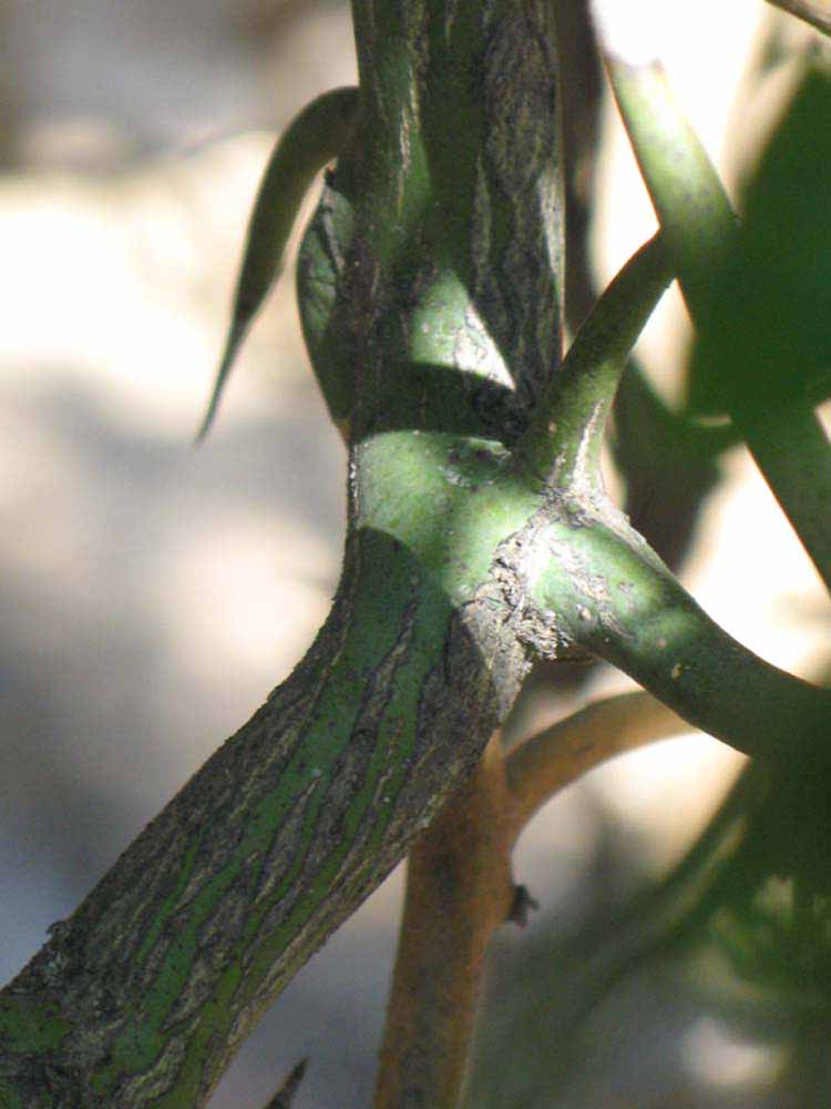              Second - third year twig (Riverside, CA)       